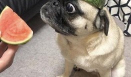 吃瓜的表情包,揭秘网络社交中的“围观”文化